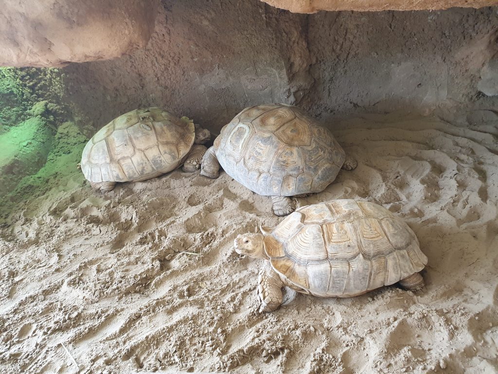 Sporenschildpad schildpadden gevangenschap